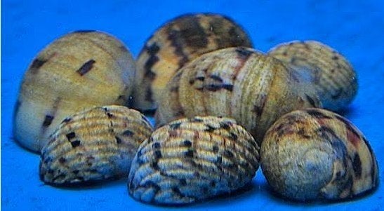 Neritina Polita - Remslak - Koidream Valburg, Dieren en Toebehoren, Vis, Zoetwatervis