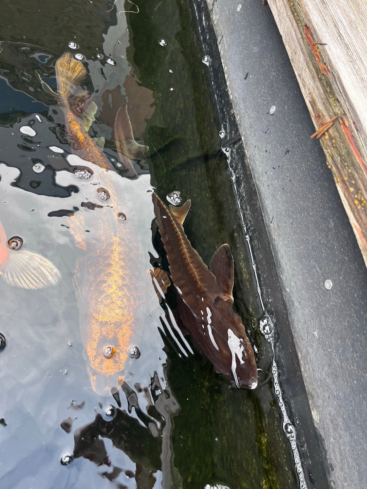 7 Koi’s en 2 Steurs, Dieren en Toebehoren, Vissen | Vijvervissen, Karper of Koi