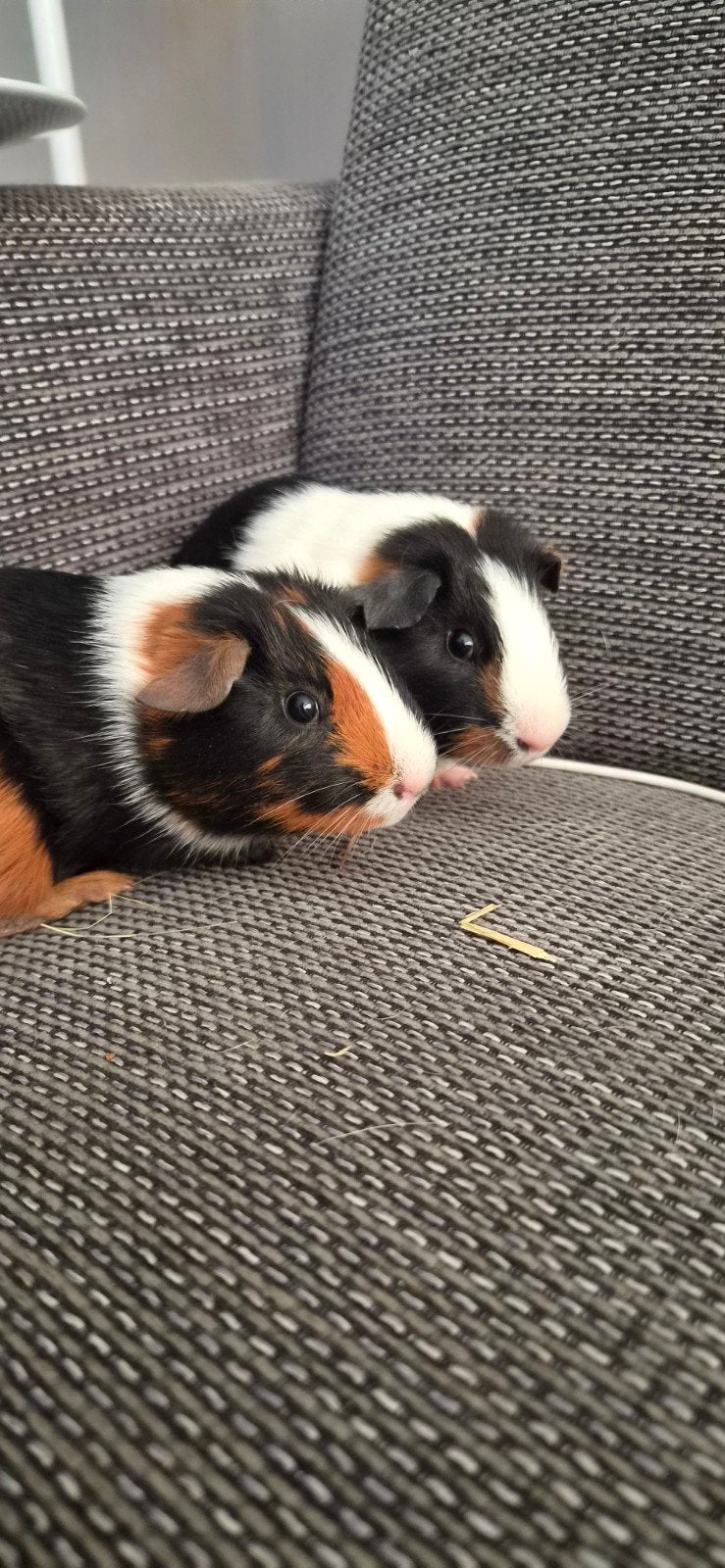 Cavia mannetjes, Cavia, Augustus, Mannelijk, Tam