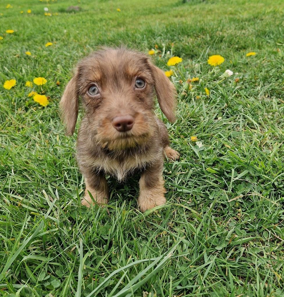Prachtige ruwhaar dwerg teckel pups, Parvo, 8 tot 15 weken, Dwerg, Meerdere