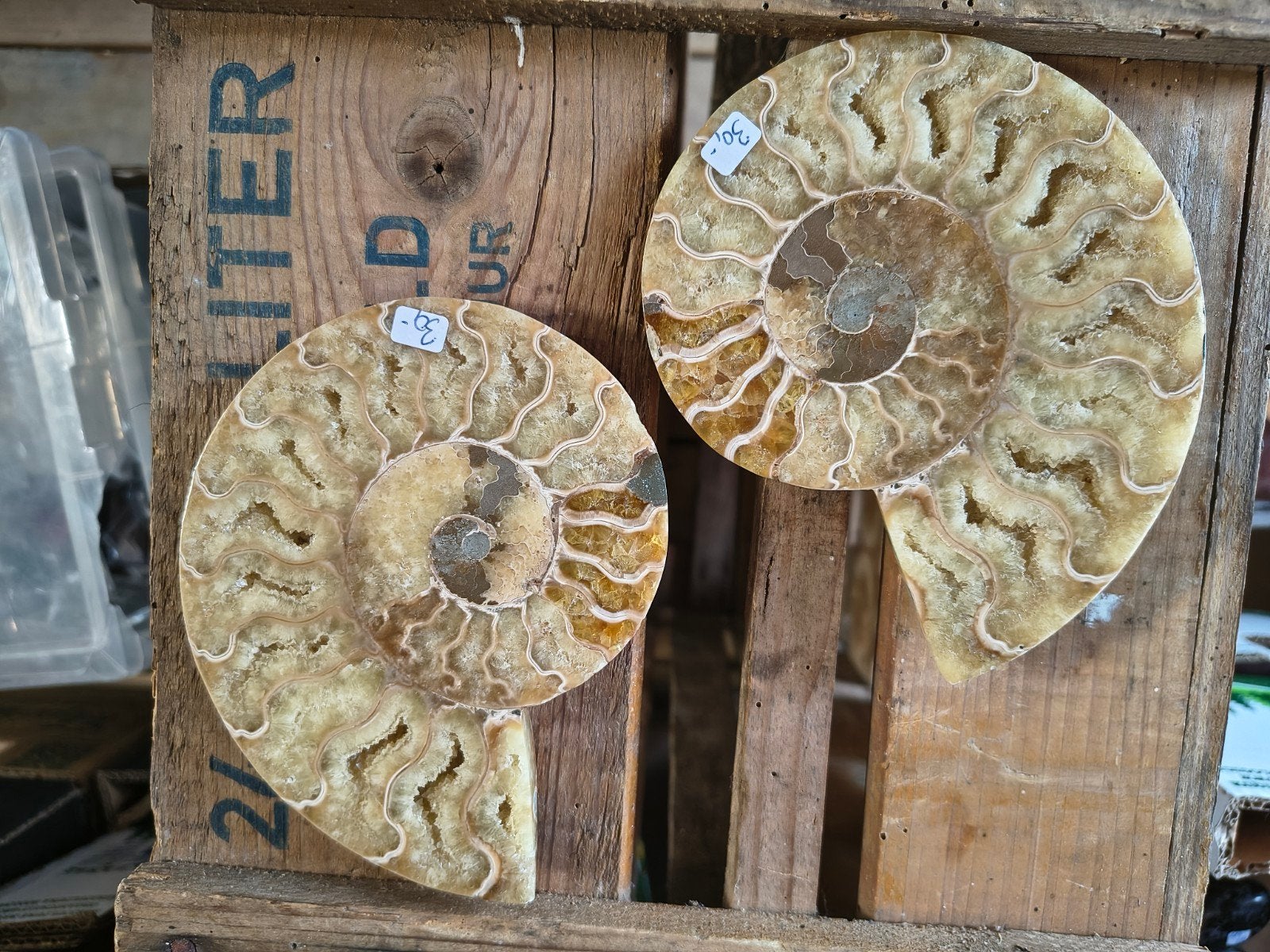 een set prachtige grote Ammonieten 500 gram, Ophalen of Verzenden