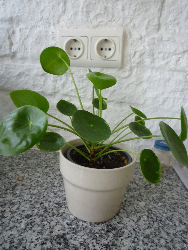 PANNEKOEK PLANT MET OMPOT, Ophalen, Meerkleurig, Overige materialen, Overige stijlen