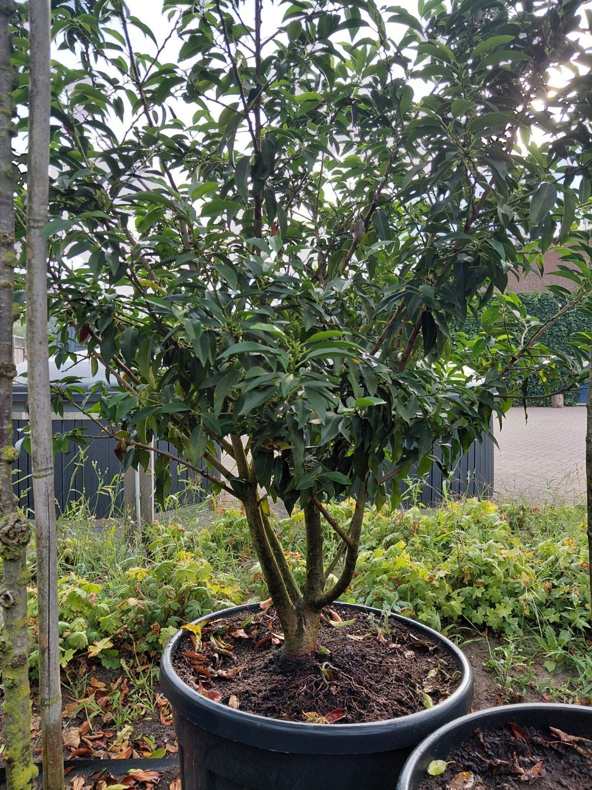 portugese laurier struik, Halfschaduw, Overige soorten, Lente, 100 tot 250 cm