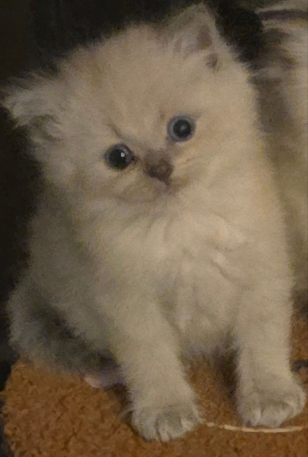 Raggdol kittens, Meerdere dieren, Ontwormd