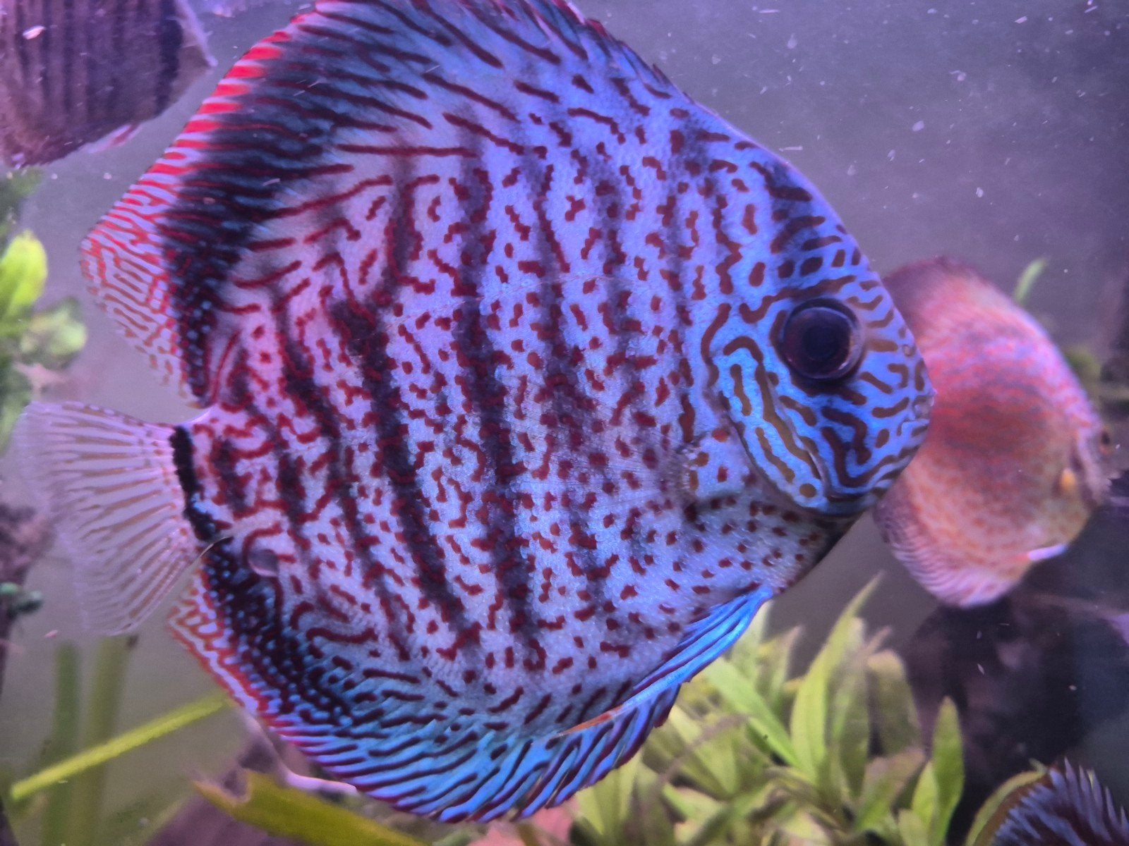 Discus koppel piowarski, Dieren en Toebehoren, Vissen | Aquariumvissen