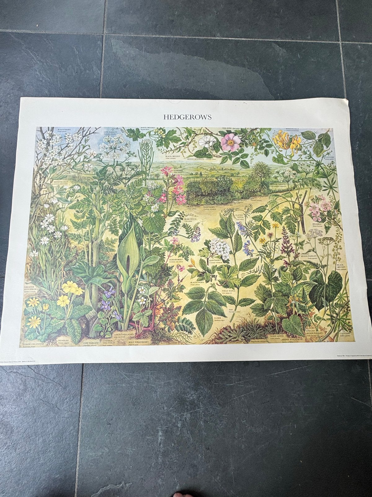 Vintage Botanische Print "Hedgerows" - British Museum, Gebruikt, Oorspronkelijke maker, Ophalen of Verzenden, Print