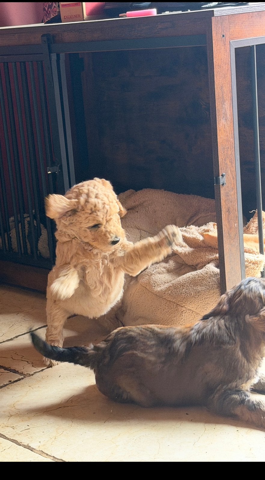 Medium labradoodle pups, Dieren en Toebehoren, Honden | Retrievers, Spaniëls en Waterhonden, Parvo, Overige rassen, 8 tot 15 weken