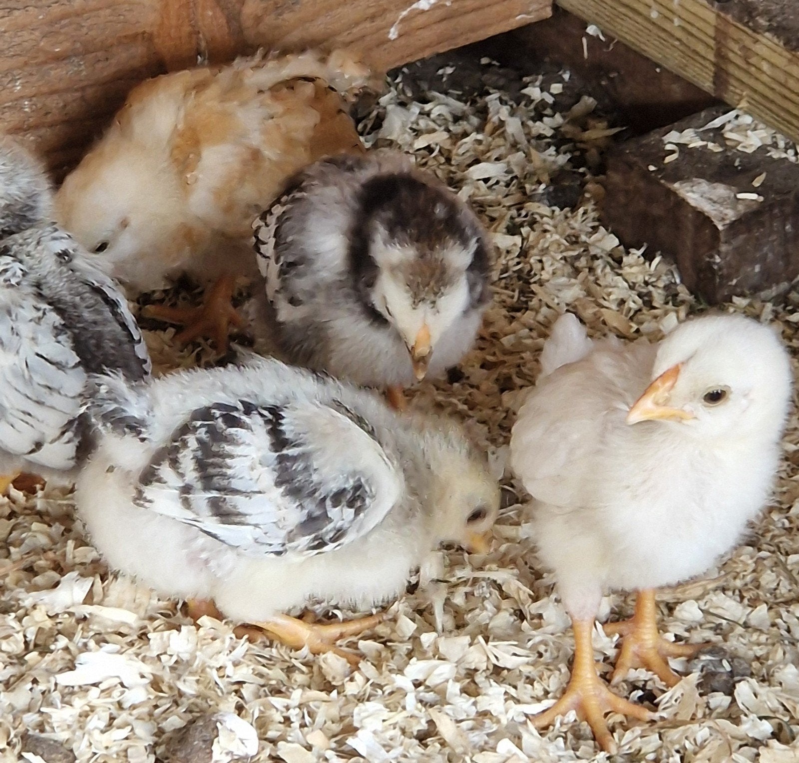 4 Wyandotte kriel kuikens, Dieren en Toebehoren, Pluimvee, Geslacht onbekend, Kip