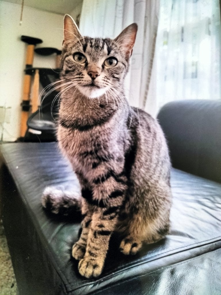Te koop kruising Europees korthaar x Britse korthaar kittens, Kater, Kortharig, 0 tot 2 jaar