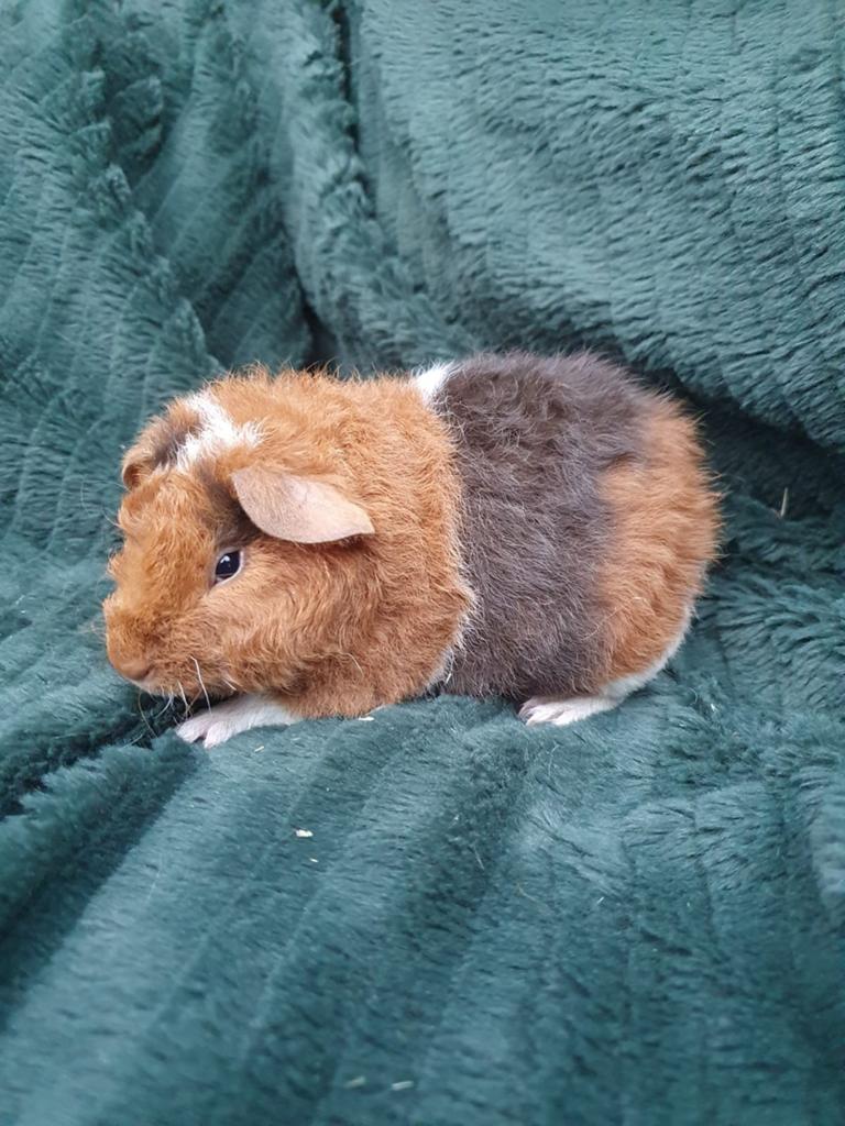Us teddy en teddy dragers beschikbaar, April, Meerdere dieren, Cavia
