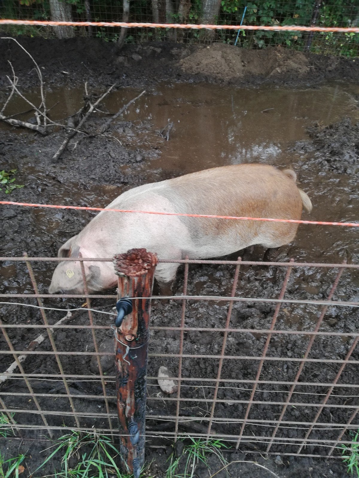zeugen, Dieren en Toebehoren, Mannelijk, Schaap