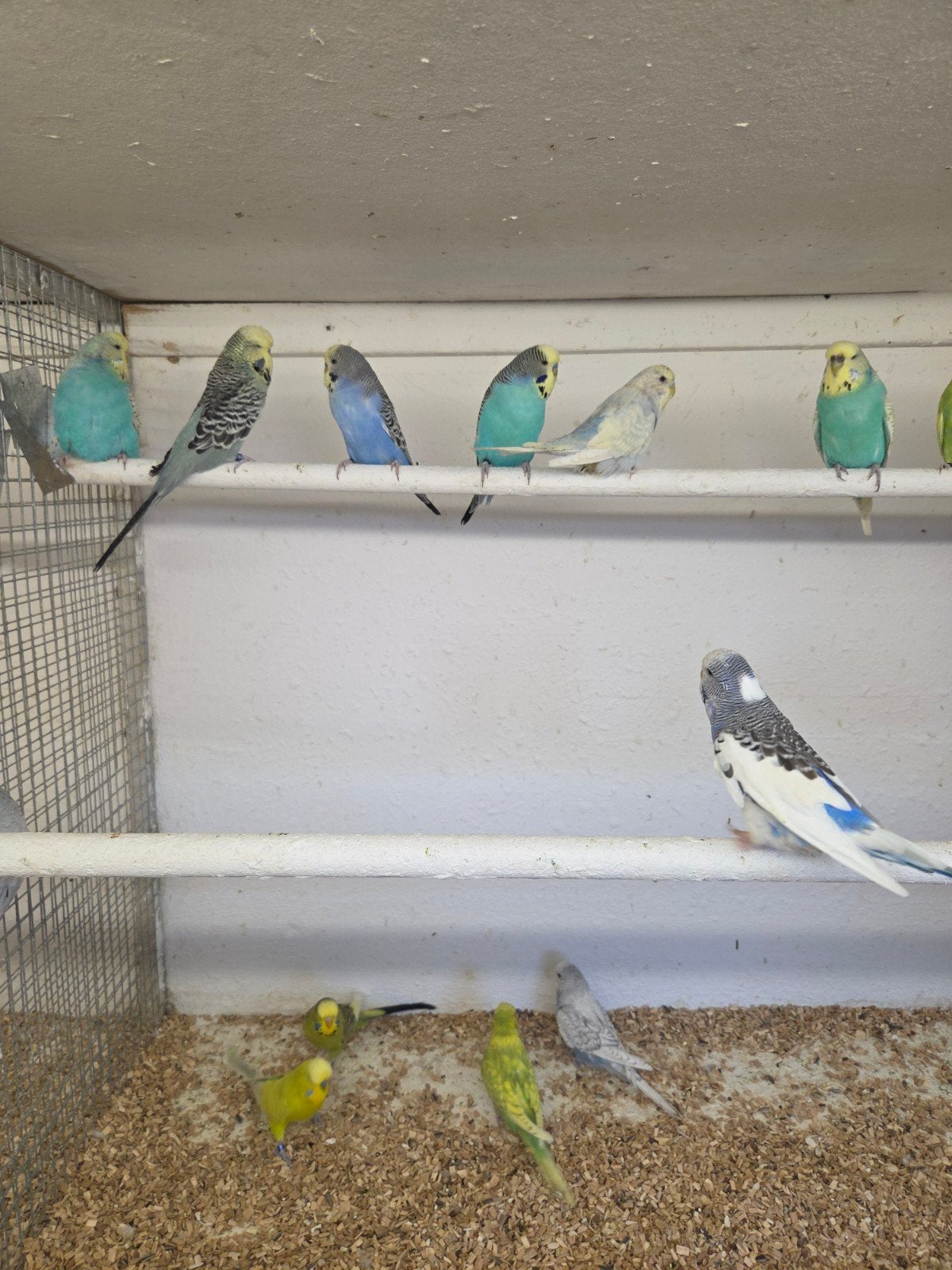 Engelse grasparkieten, Meerdere dieren, Parkiet