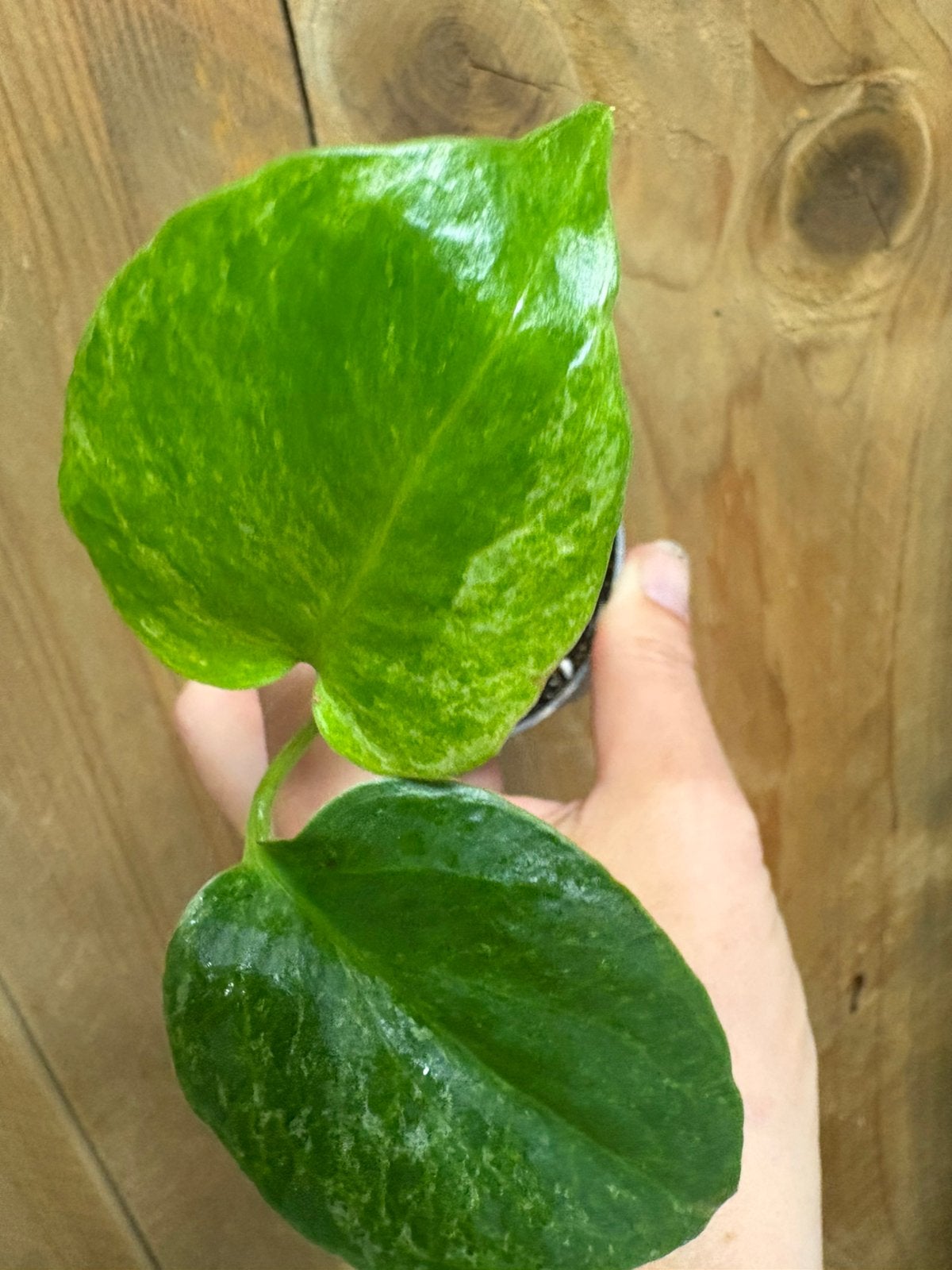 Monstera deliciosa variegata plant mint albo wit white, Ophalen of Verzenden, Halfschaduw, Minder dan 100 cm