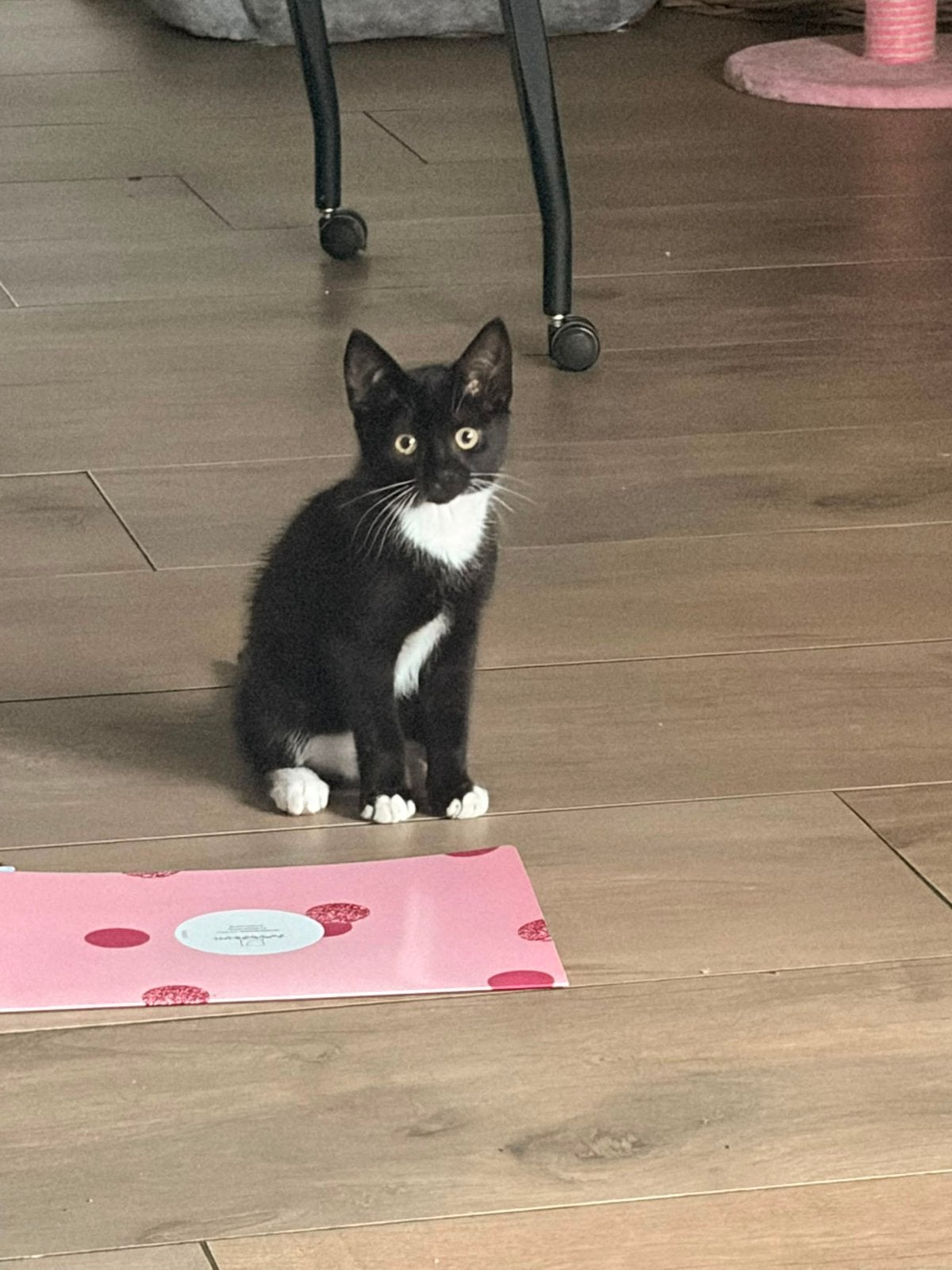 Lieve kittens, Kater