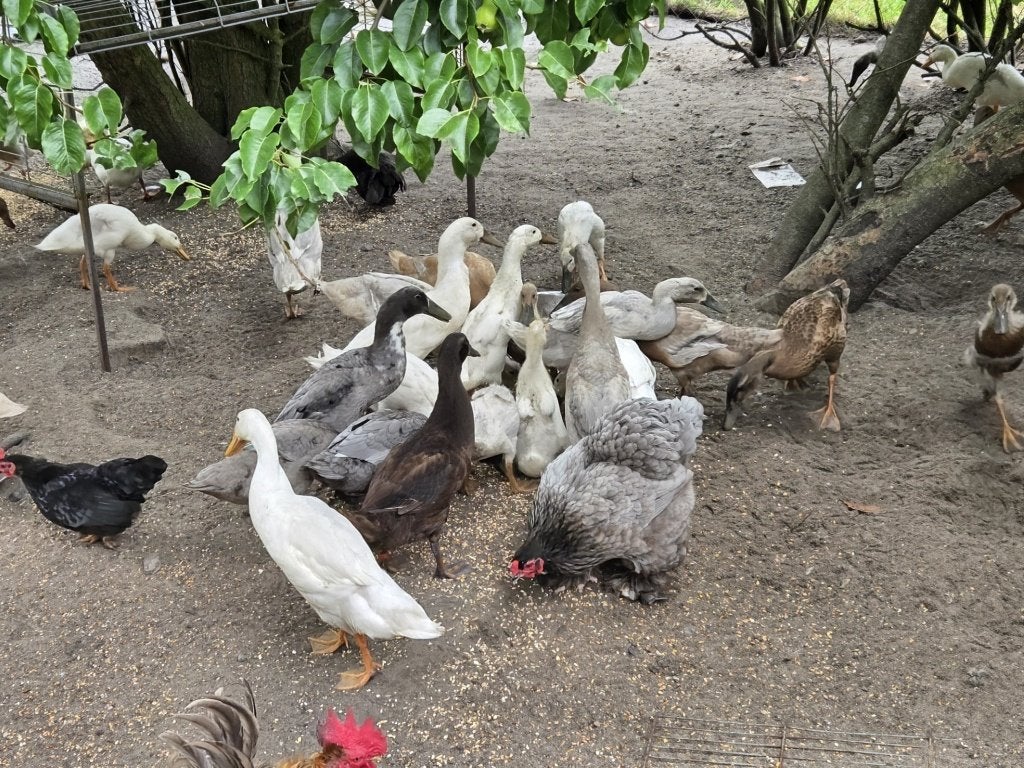 Indische loopeenden, Meerdere dieren, Eend
