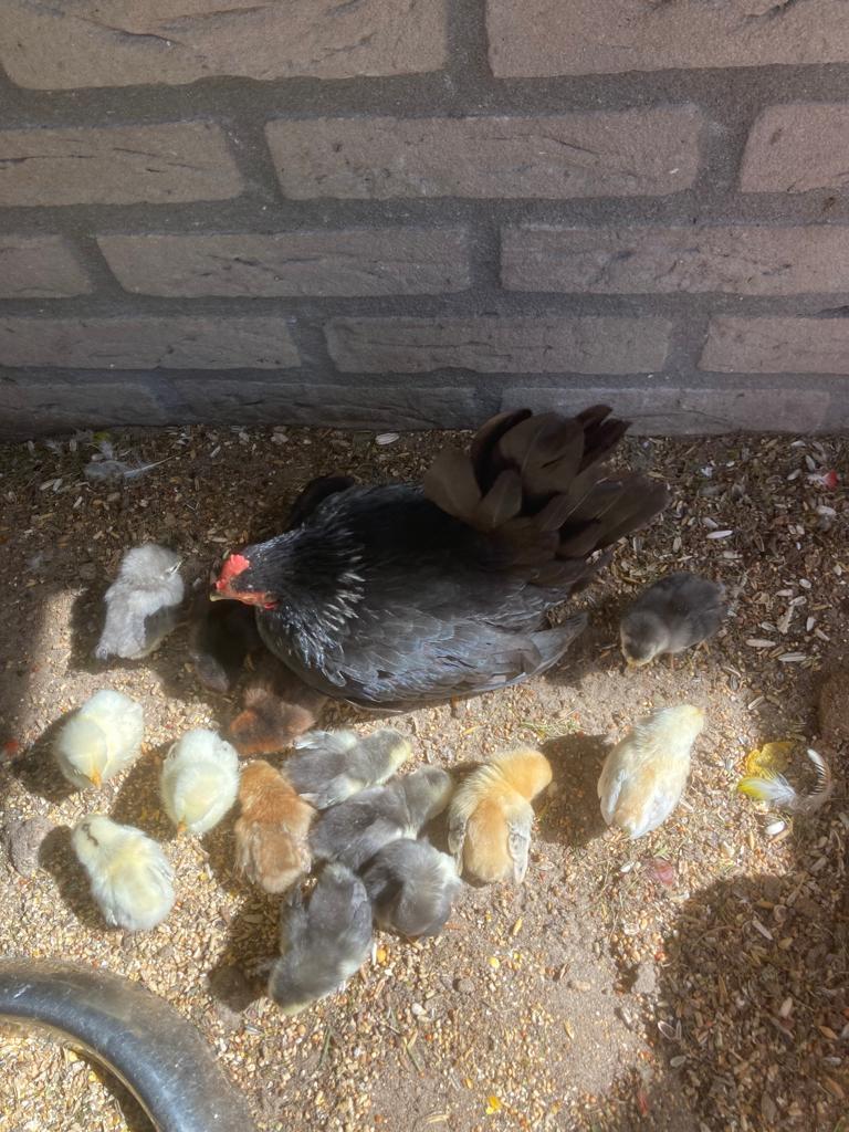 Zeer mooie serama kipjes en kuikens  en broedeieren, Dieren en Toebehoren, Pluimvee, Geslacht onbekend, Kip