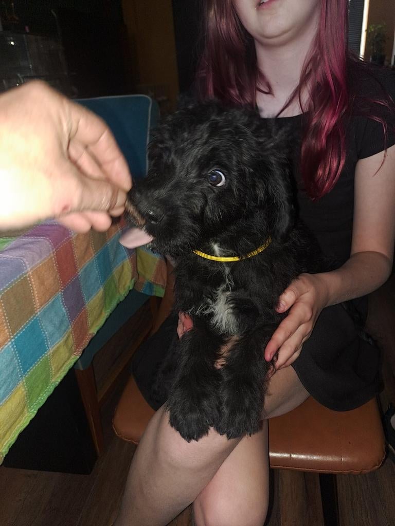 Labradoodle pups 6 reutjes beschikbaar., Parvo, 8 tot 15 weken, Meerdere dieren, Eén hond