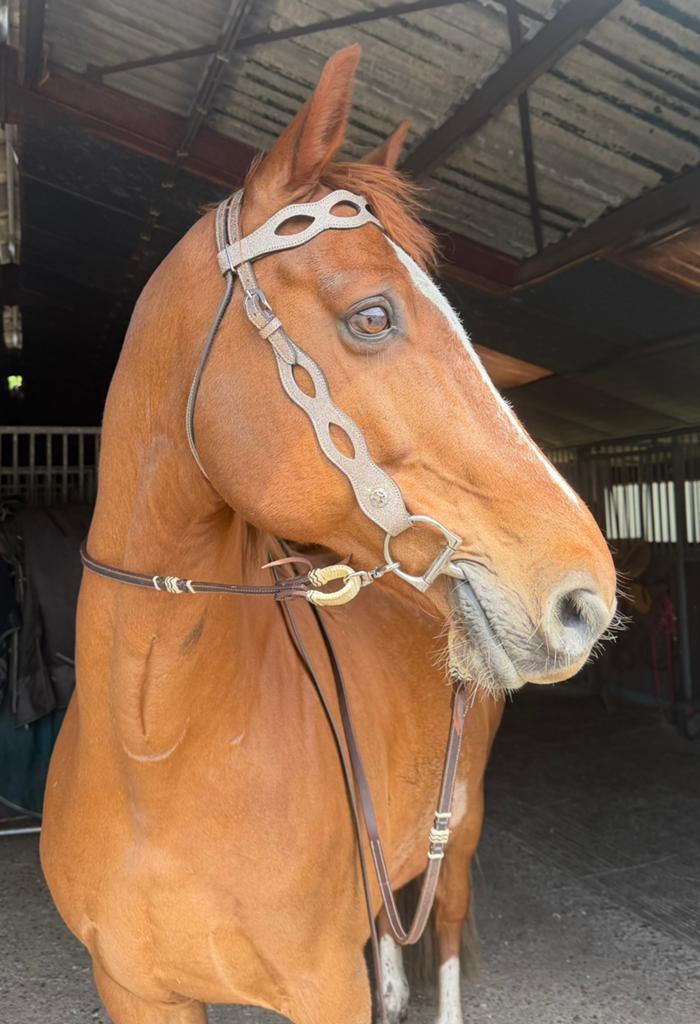 Nieuw! Western hoofdstel multi full en cob, Dieren en Toebehoren, Paarden en Pony's | Hoofdstellen en Tuigage, Ophalen of Verzenden
