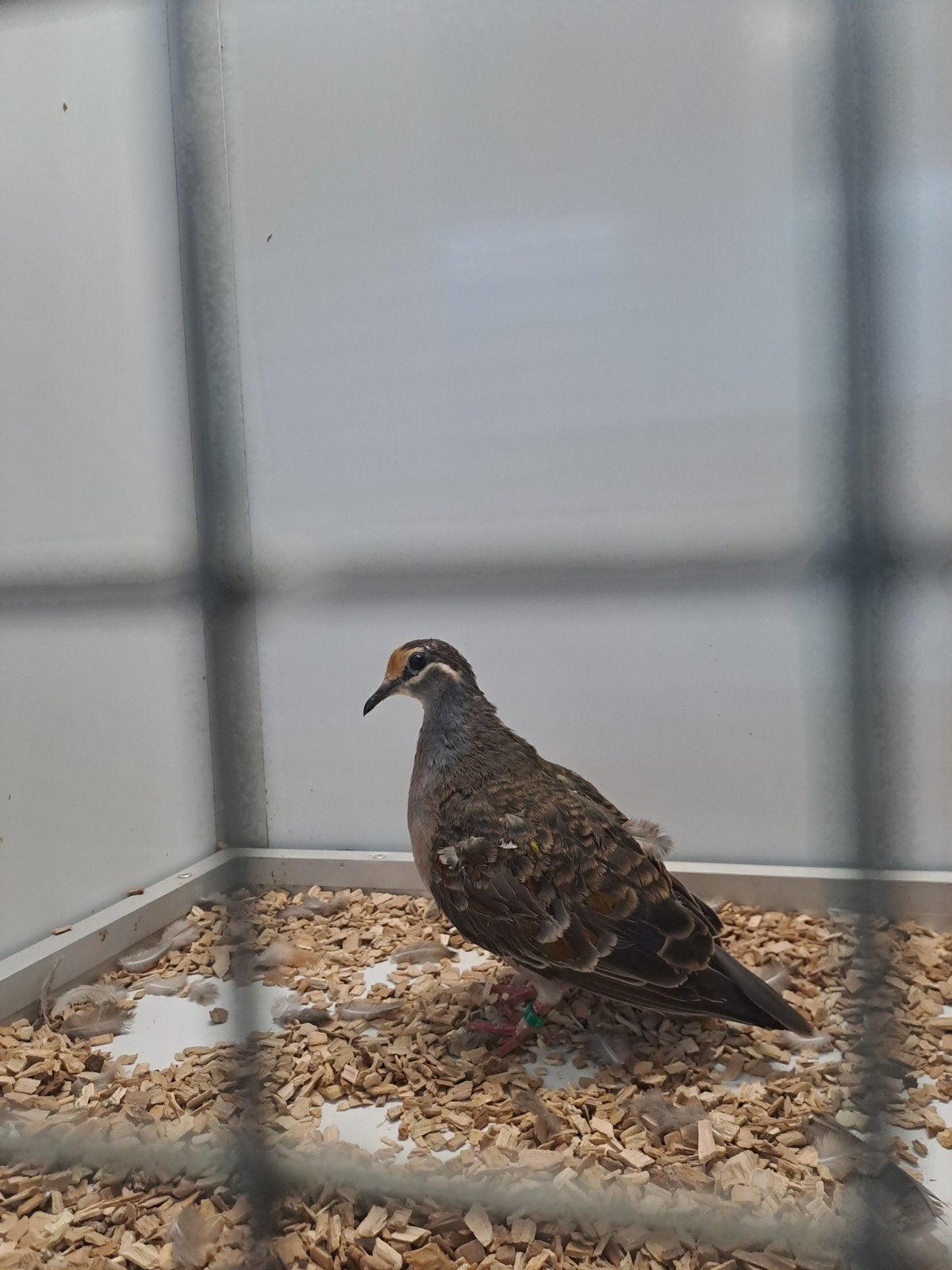 bronsvleugel duif, Dieren en Toebehoren, Mannelijk