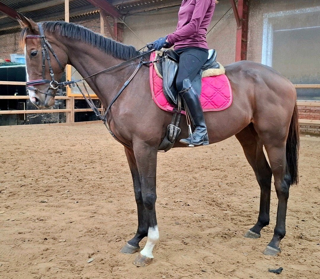 Topbrave brave 5,5 jr ruin 1,66m(recreatie-manege-sport, Dieren en Toebehoren, Ruin, 3 tot 6 jaar, Met stamboom, B
