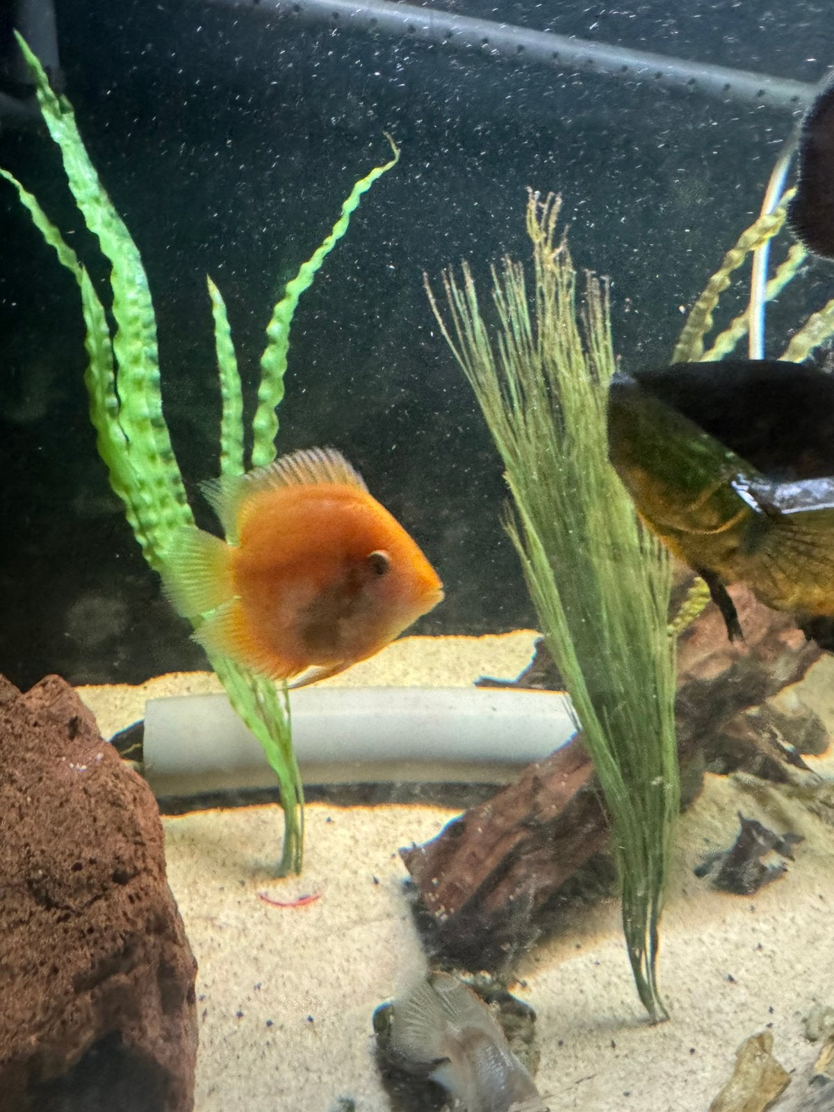 Severum red spotted kopel, Vis