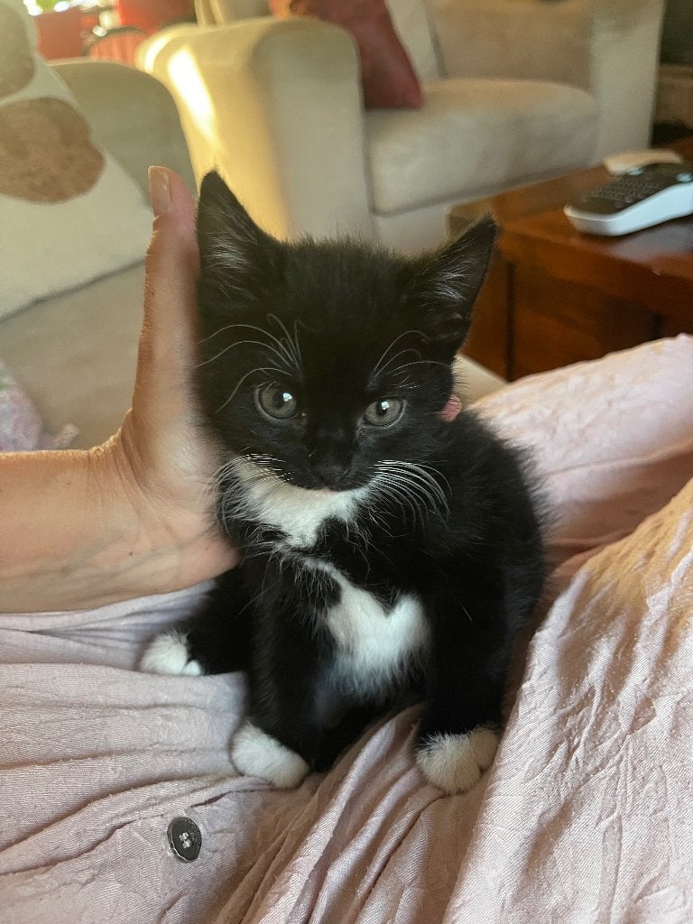 Kittens, Dieren en Toebehoren, Katten en Kittens | Raskatten | Korthaar, Meerdere dieren, Ontwormd, 0 tot 2 jaar