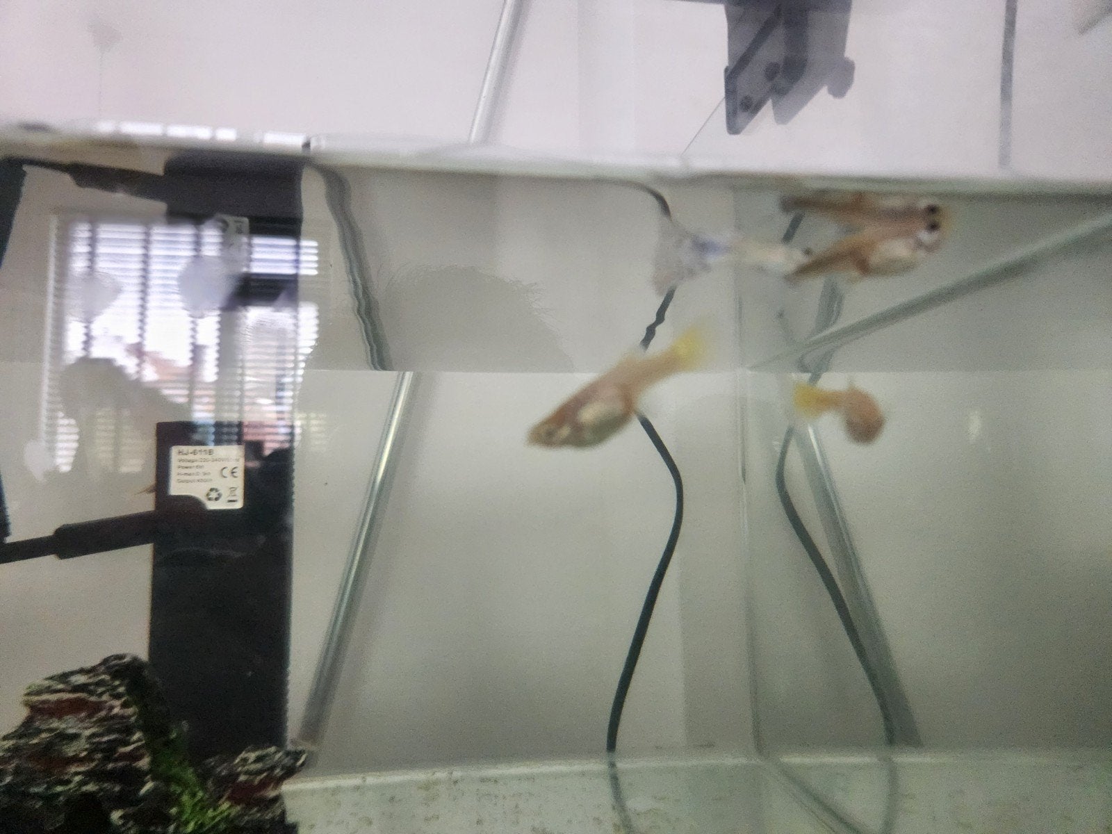 Gratis guppies, Vis