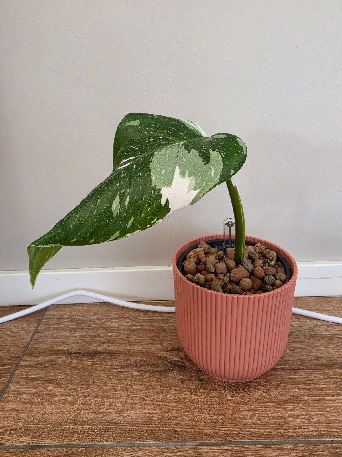 Philodendron White Princess op Hydrocultuur, Ophalen of Verzenden