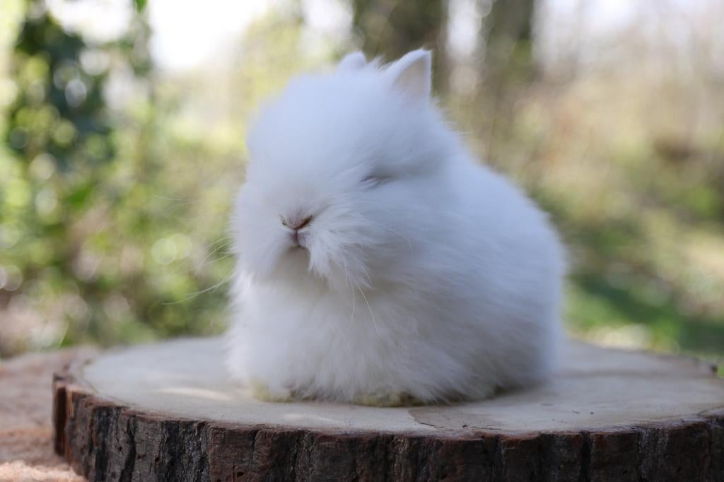 Teddy dwerg konijntjes te koop, Dieren en Toebehoren, Konijnen, Meerdere dieren, Dwerg, 0 tot 2 jaar