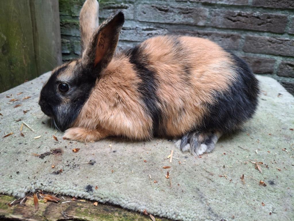 Japaner ️, Dieren en Toebehoren, Konijnen, Dwerg, Vrouwelijk