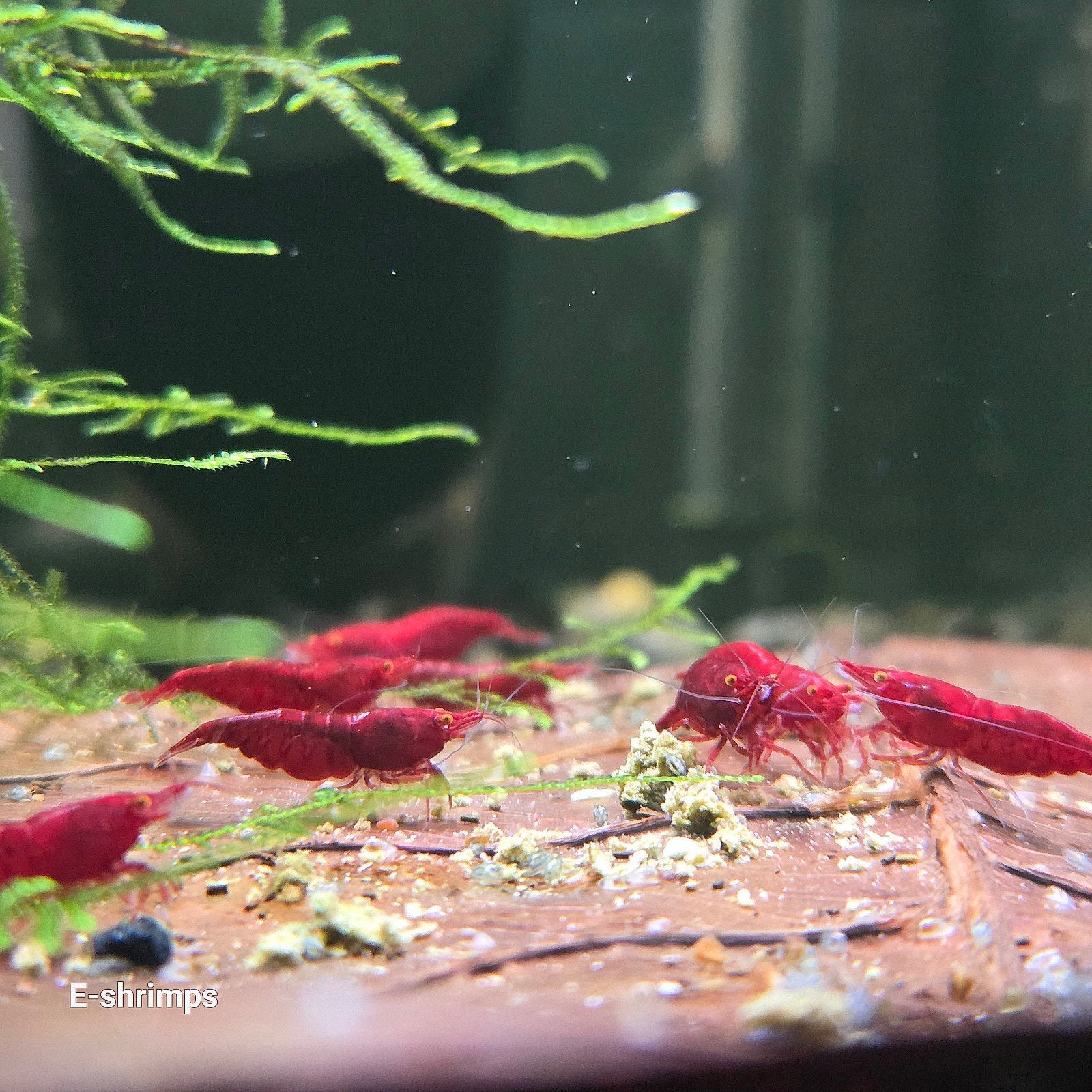 ☑️Rode | Bloody Mary OE Neocaridina-garnalen / high-grade, Dieren en Toebehoren, Vissen | Aquariumvissen, Kreeft, Krab of Garnaal