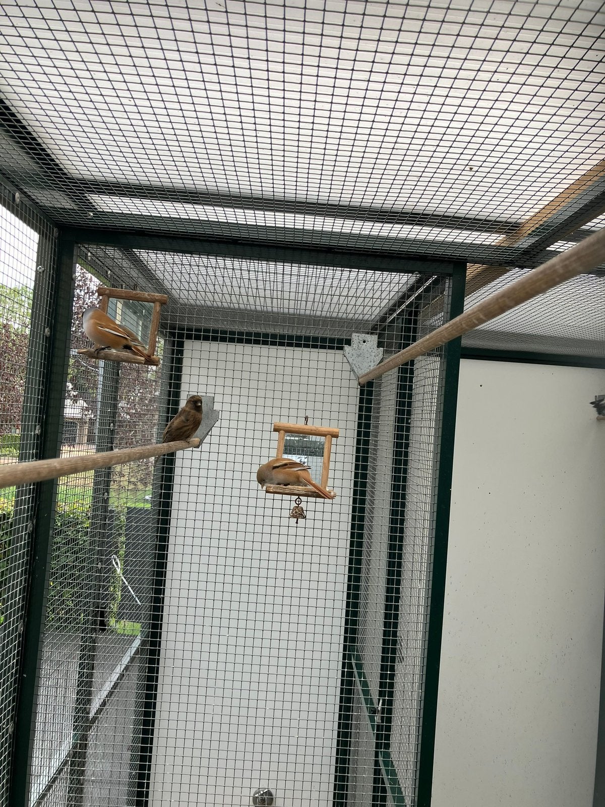 Koppel baardmannen geringd, Dieren en Toebehoren, Meerdere dieren, Geringd