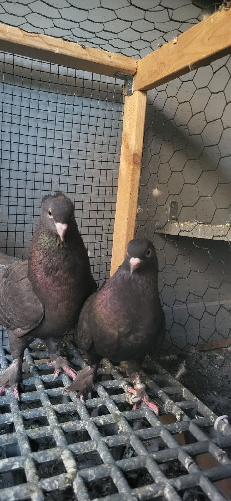 Takla koppel irakees  chocolade kleur, Dieren en Toebehoren, Vogels | Duiven, Meerdere dieren