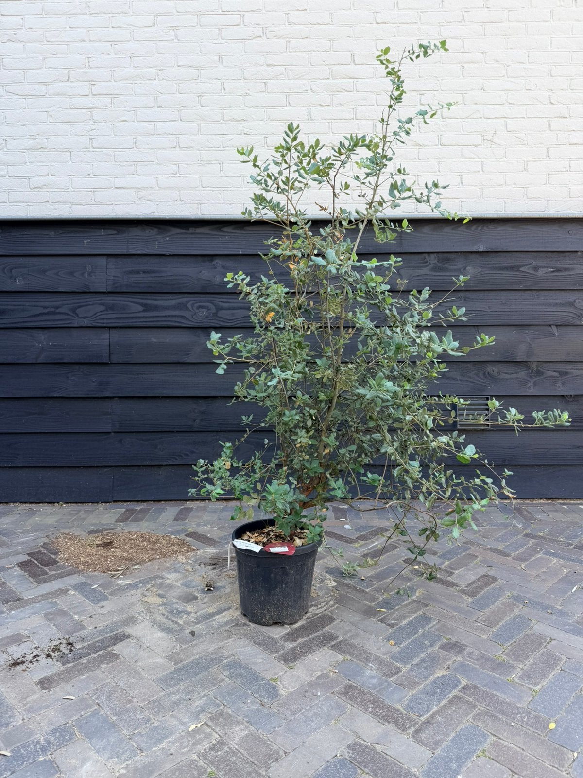 Mooi maatje meerstammige kurkeik, Tuin en Terras, 100 tot 250 cm, Zomer, Palmboom, Ophalen