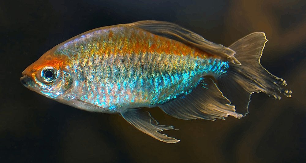 Kongozalm XL - Koidreams Valburg, Dieren en Toebehoren, Vissen | Aquariumvissen, Vis, Zoetwatervis