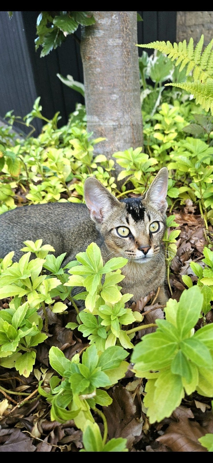 Half Abessijn katertje, Kater, Ontwormd, 0 tot 2 jaar