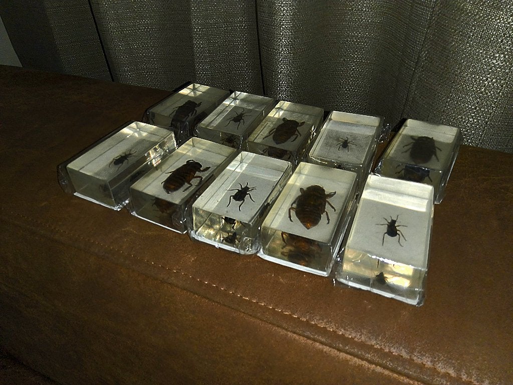 10 x Opgezette kevers Taxidermie, Ophalen of Verzenden, Nieuw, Insect, Opgezet dier