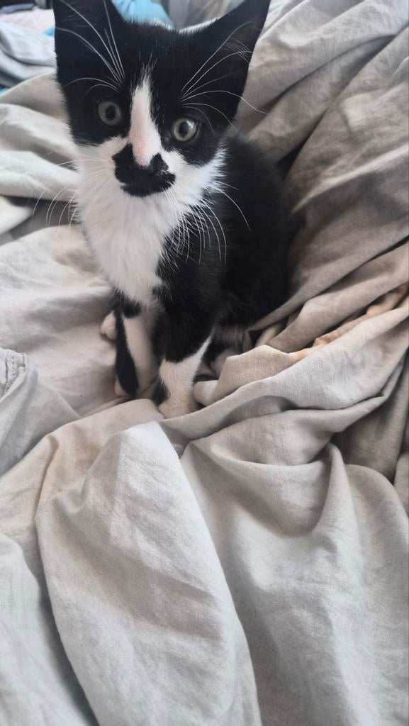 kitten katertje van bijna 3 maanden oud kleur zwart wit, Dieren en Toebehoren, Kater, Ontwormd, 0 tot 2 jaar