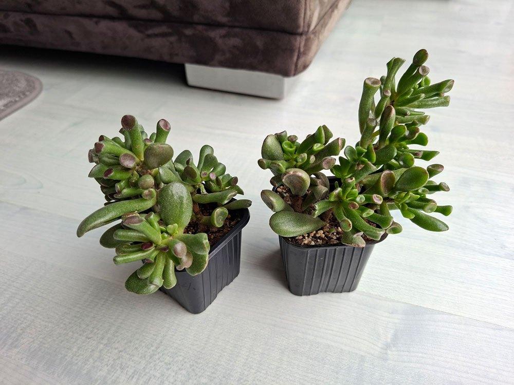 Crassula Horntree 👽, Vetplant, Minder dan 100 cm, Groene kamerplant, Halfschaduw