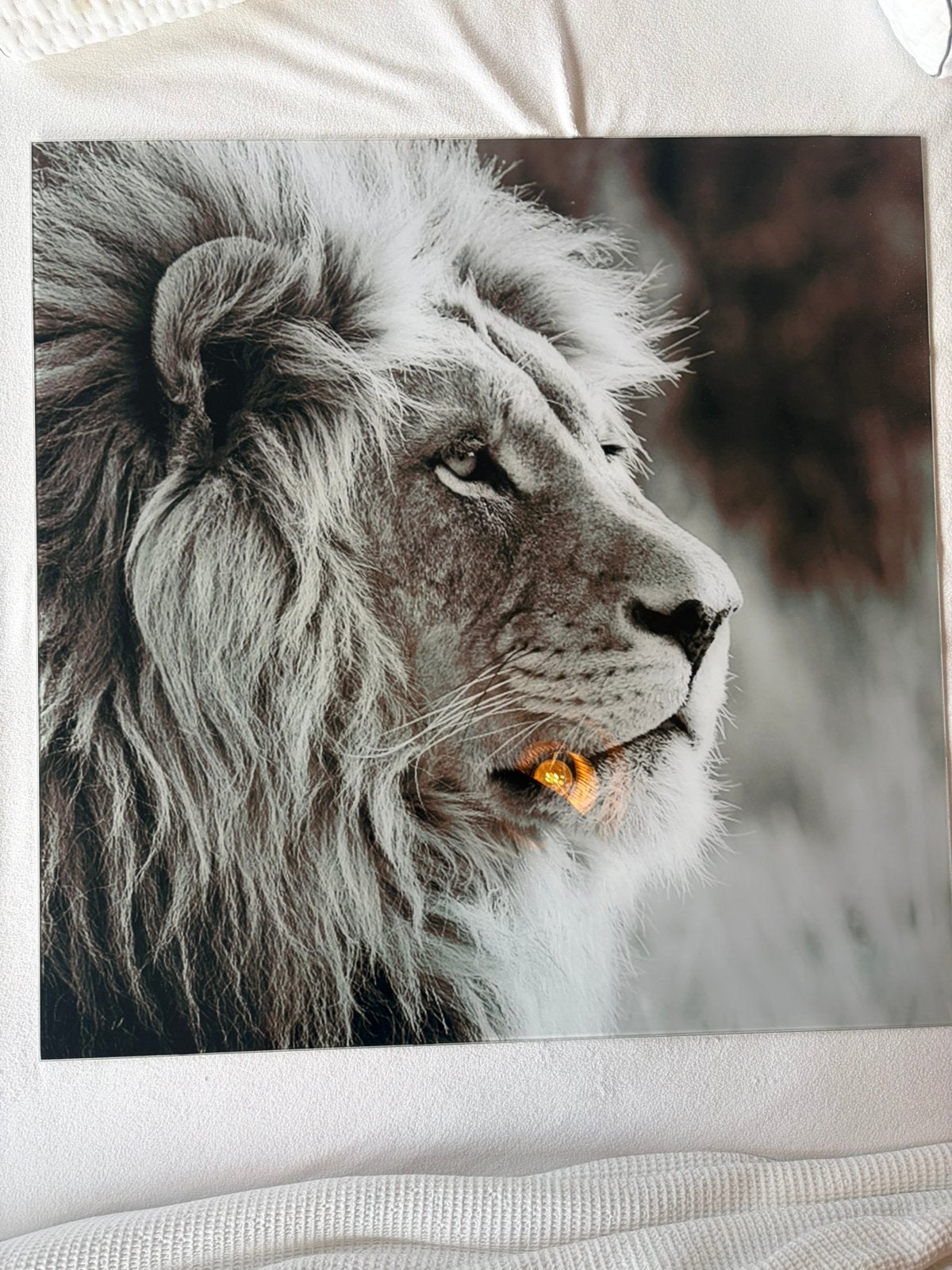 Schilderij leeuw te koop!, Ophalen, Zo goed als nieuw, Schilderij