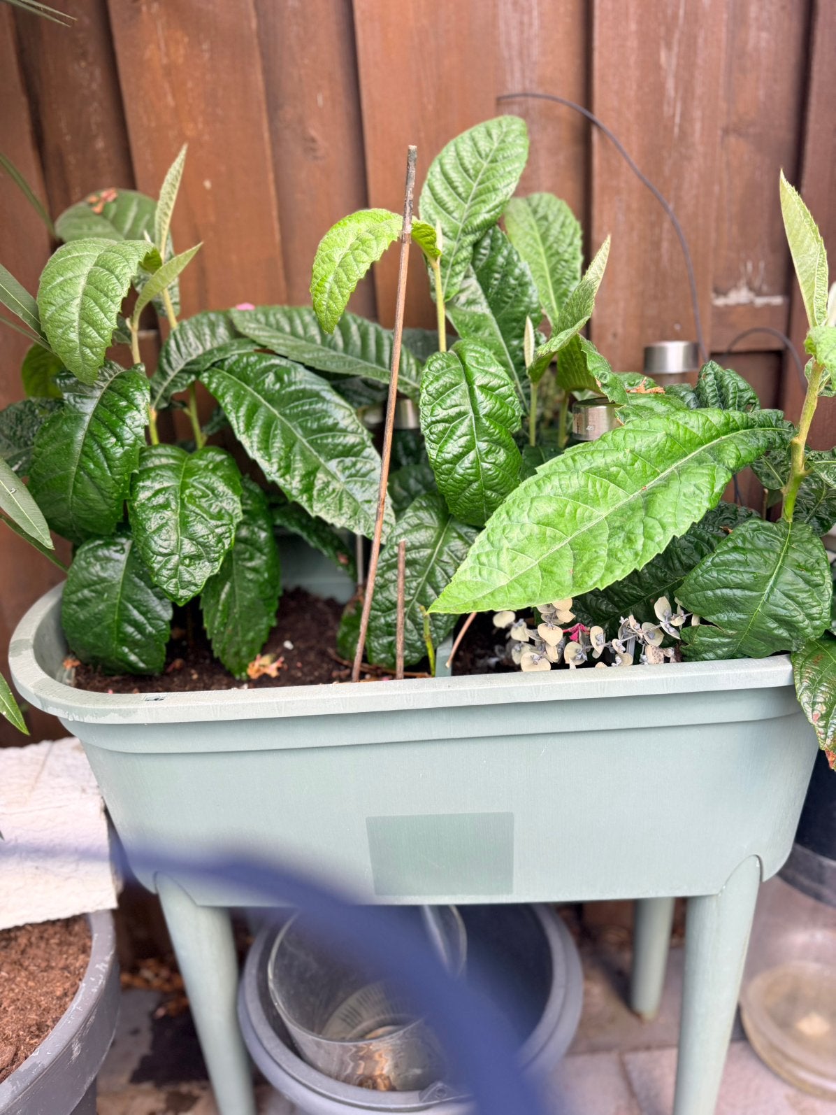 6x Japanse ( Abrikizen - Wolmispel (Loquat) - ca. 20 cm hoog, Ophalen, Minder dan 30 cm, Rond, Zo goed als nieuw