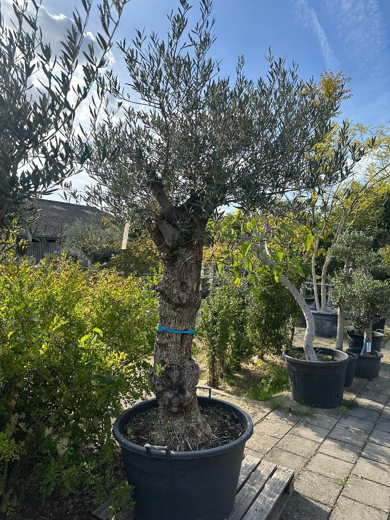 Olijfboom Olea europaea 'Pata' - sfeervol en winterhard, Volle zon, Ophalen of Verzenden, 100 tot 250 cm, Olijfboom