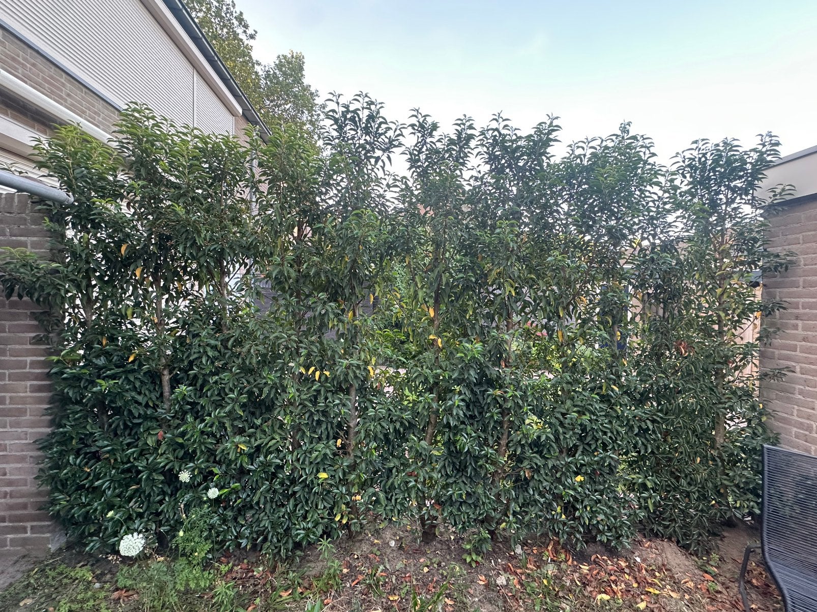 Portugese laurier haag, Tuin en Terras, Planten | Struiken en Hagen, Ophalen, Laurier, 100 tot 250 cm