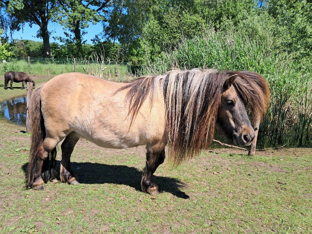 Super mooie brave wildkleur merrie, Merrie, A pony (tot 1.17m), Met stamboom, 11 jaar of ouder