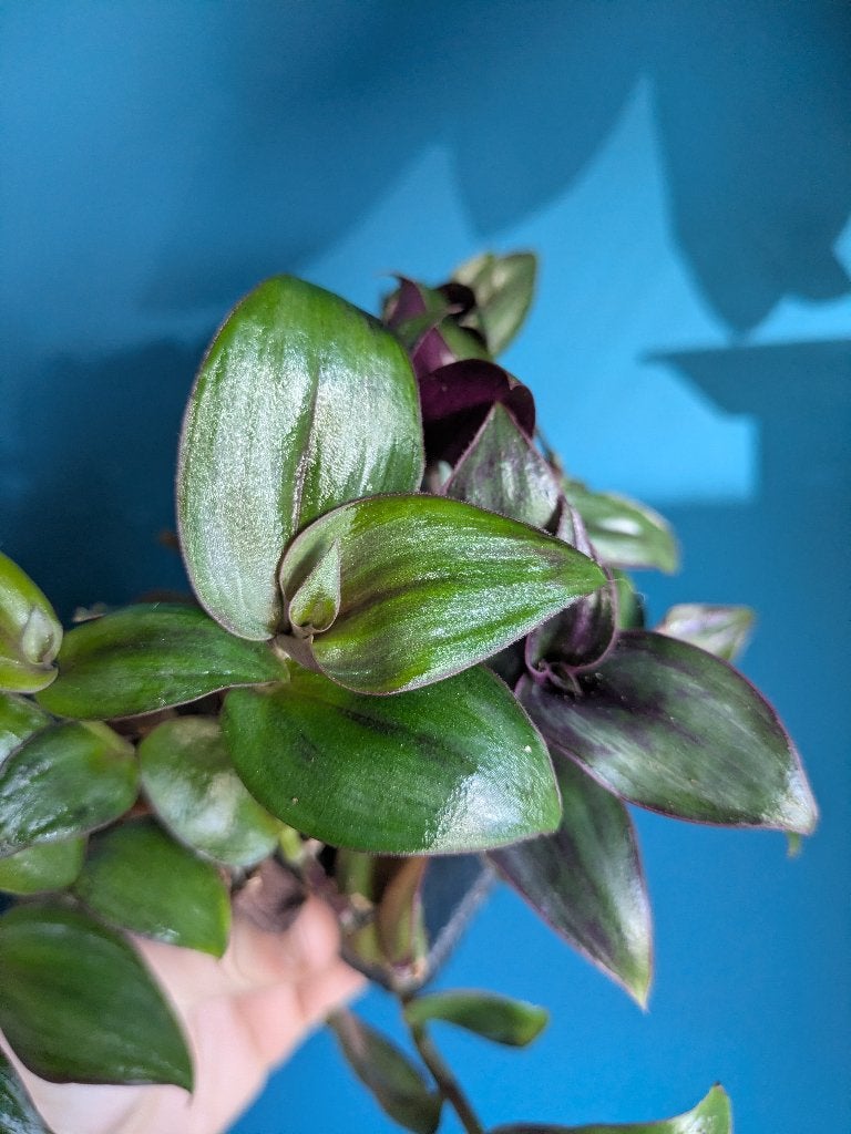 Tradescantia Pink Paradise Maidens Blush Discolor Multicolor, Ophalen of Verzenden, Halfschaduw, Minder dan 100 cm