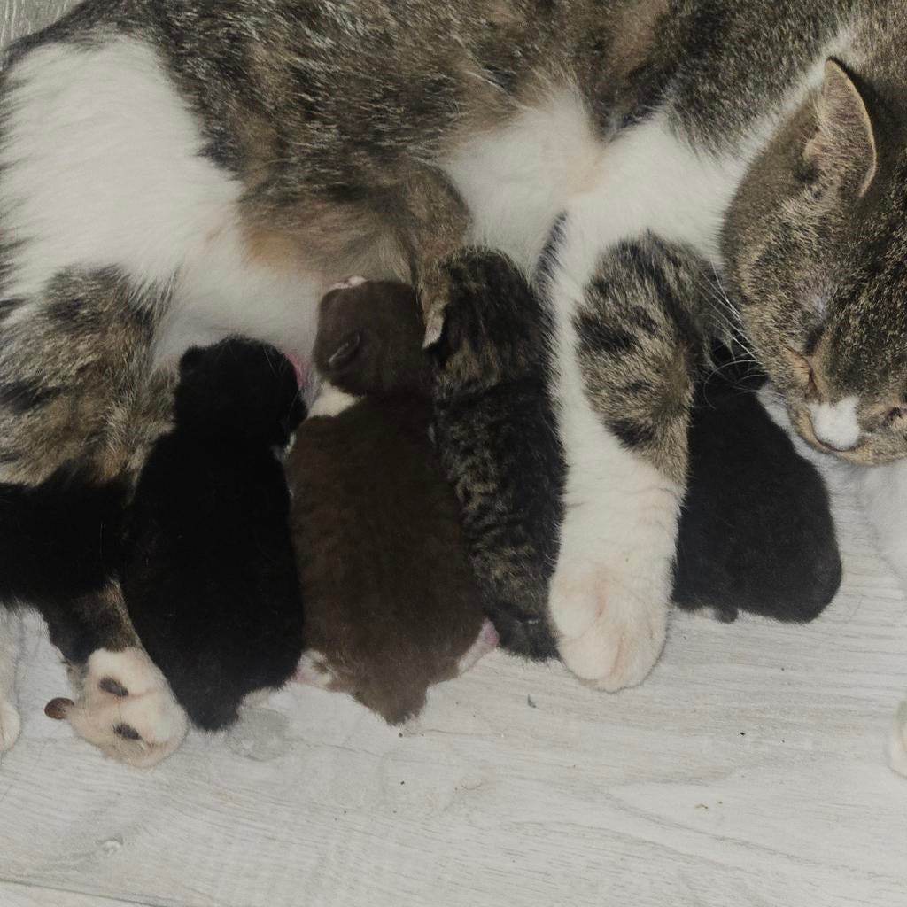 Britse korthaar kittens, Dieren en Toebehoren, Katten en Kittens | Overige Katten, Geslacht onbekend, Kortharig
