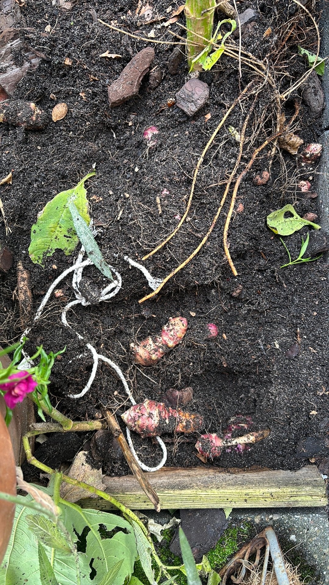 Aardpeerknollen, Ophalen, Herfst, Vaste plant, Groenteplanten