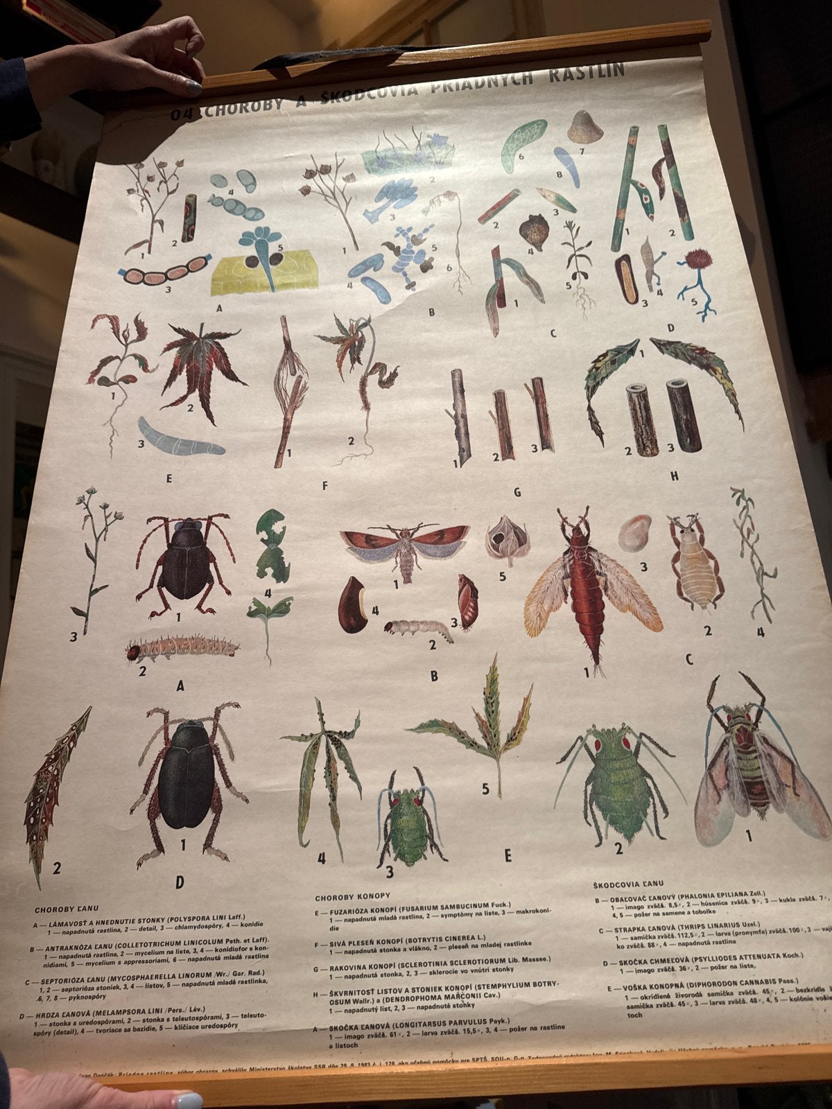 Vintage Botanische Schoolplaat: Ziekten en Plagen, Ophalen of Verzenden
