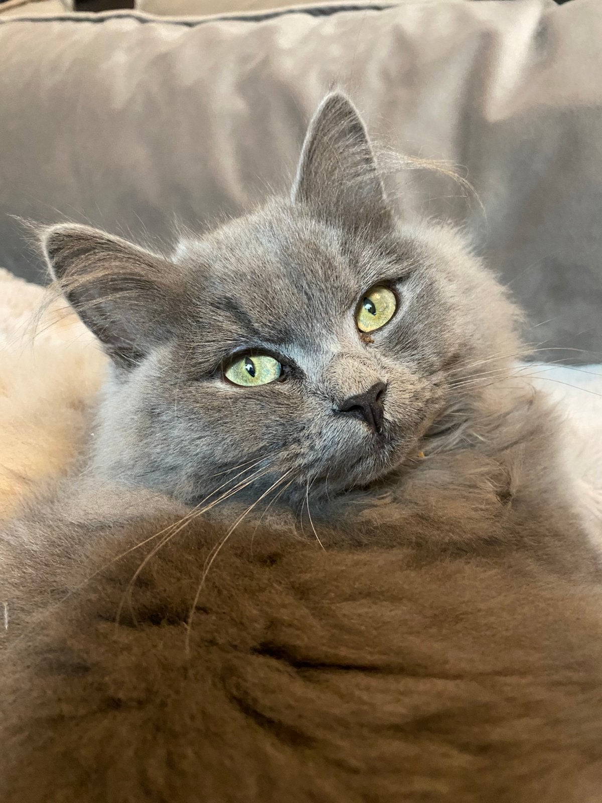 Nebelung, Poes, Langharig, 0 tot 2 jaar
