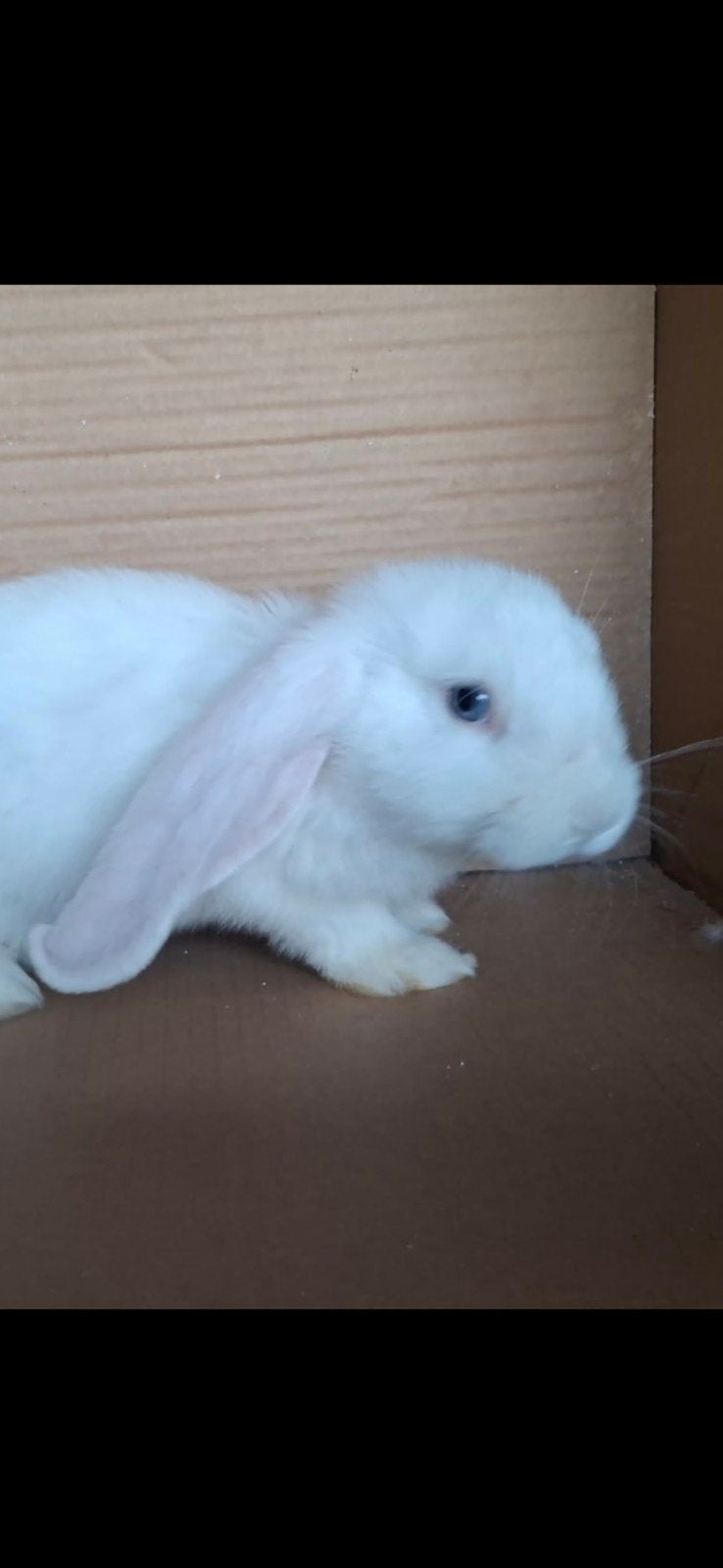 franse hangoor  voedster wit met blauwe ogen mag verhuizen, Vrouwelijk, Groot, Hangoor